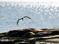 Herring gull Larus argentatus fishing in a small bay.. Royalty Free Stock Photo