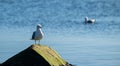 Herring gull Larus argentatus fishing in a small bay.. Royalty Free Stock Photo