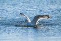 Herring gull Larus argentatus fishing in a small bay.. Royalty Free Stock Photo