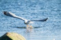 Herring gull Larus argentatus fishing in a small bay.. Royalty Free Stock Photo