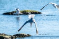 Herring gull Larus argentatus fishing in a small bay.. Royalty Free Stock Photo