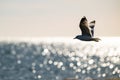 Herring gull Larus argentatus fishing in a small bay.. Royalty Free Stock Photo