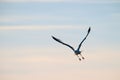 Herring gull Larus argentatus fishing in a small bay.. Royalty Free Stock Photo