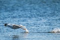 Herring gull Larus argentatus fishing in a small bay.. Royalty Free Stock Photo