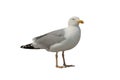 Herring gull larus argentatus isolated on white Royalty Free Stock Photo
