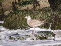 Herring gull, Larus argentatus, about 4-5 months old juvenile bird on rocks in Scheveningen harbour, Netherlands Royalty Free Stock Photo