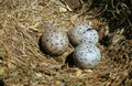 Herring Gull, larus argentatus, Nest with 3 Eggs Royalty Free Stock Photo