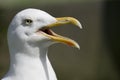 Herring Gull, larus argentatus, Portrait of Adult calling