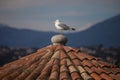 Herring Gull Larus argentatus on the roof of old building of N Royalty Free Stock Photo