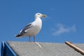 Herring gull Larus argentatus sitting on roof against blue sky