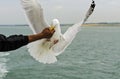 Herring gull (Larus argentatus) snaping fodder Royalty Free Stock Photo