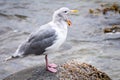 Herring Gull Larus Argentatus standing seaside Royalty Free Stock Photo
