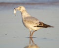 Herring Gull, Larus delawarensis argentatus