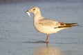 Herring Gull, Larus delawarensis argentatus