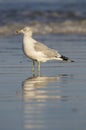 Herring Gull, Larus delawarensis argentatus