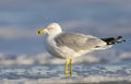 Herring Gull, Larus delawarensis argentatus