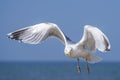 Herring gull, Larus fuscus L. flying