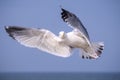 Herring gull, Larus fuscus L. flying