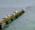 Herring gull line up