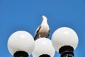 Herring Gull Perched On Lamppost