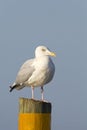 Herring Gull perched on a piling