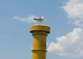 Herring gull perched on ships funnel