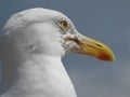 Herring gull portrait taken at Lyme Regis beach