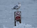 Herring gull on a post at sea Royalty Free Stock Photo