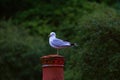 Herring Gull resting on a post