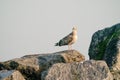 A herring gull on a rock at a cloudy day sea in the background, on the beach of Dune, Germany