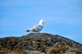 Herring Gull on Rock