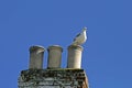 Herring Gull on the roof