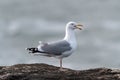 A Herring Gull seagull perched on a rock calling.