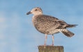 Herring gull Royalty Free Stock Photo