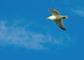 A Herring Gull.