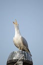 Herring Gull squarking Royalty Free Stock Photo