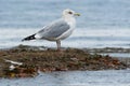 Herring Gull - Larus argentatus Royalty Free Stock Photo