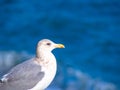 Herring gull standing in front of blue ocean Royalty Free Stock Photo