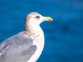 Herring gull standing in front of blue ocean Royalty Free Stock Photo