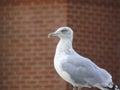Herring gull standing, observing, facing left, with brick building in the background Royalty Free Stock Photo