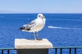 Herring gull standing on a post with a backdrop of gulf of Naples Royalty Free Stock Photo