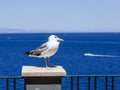 Herring gull standing on a post with a backdrop of gulf of Naples Royalty Free Stock Photo