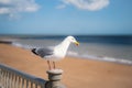 Herring gull standing on a post in front a Ramsgate main sands beach in Thanet, Kent