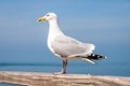 Herring gull standing on a railing Royalty Free Stock Photo