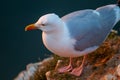 Herring Gull stands on a chalk stone outcrop Bempton Cliffs, near Flamborough Head, East Yorkshire, UK