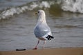 A Herring Gull Surveys Surf