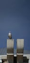 Herring gull on a top of a building in Constanta Royalty Free Stock Photo