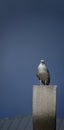 Herring gull on a top of a building in Constanta Royalty Free Stock Photo