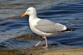 Herring gull walking in water Royalty Free Stock Photo