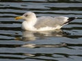 Herring gull on the waves